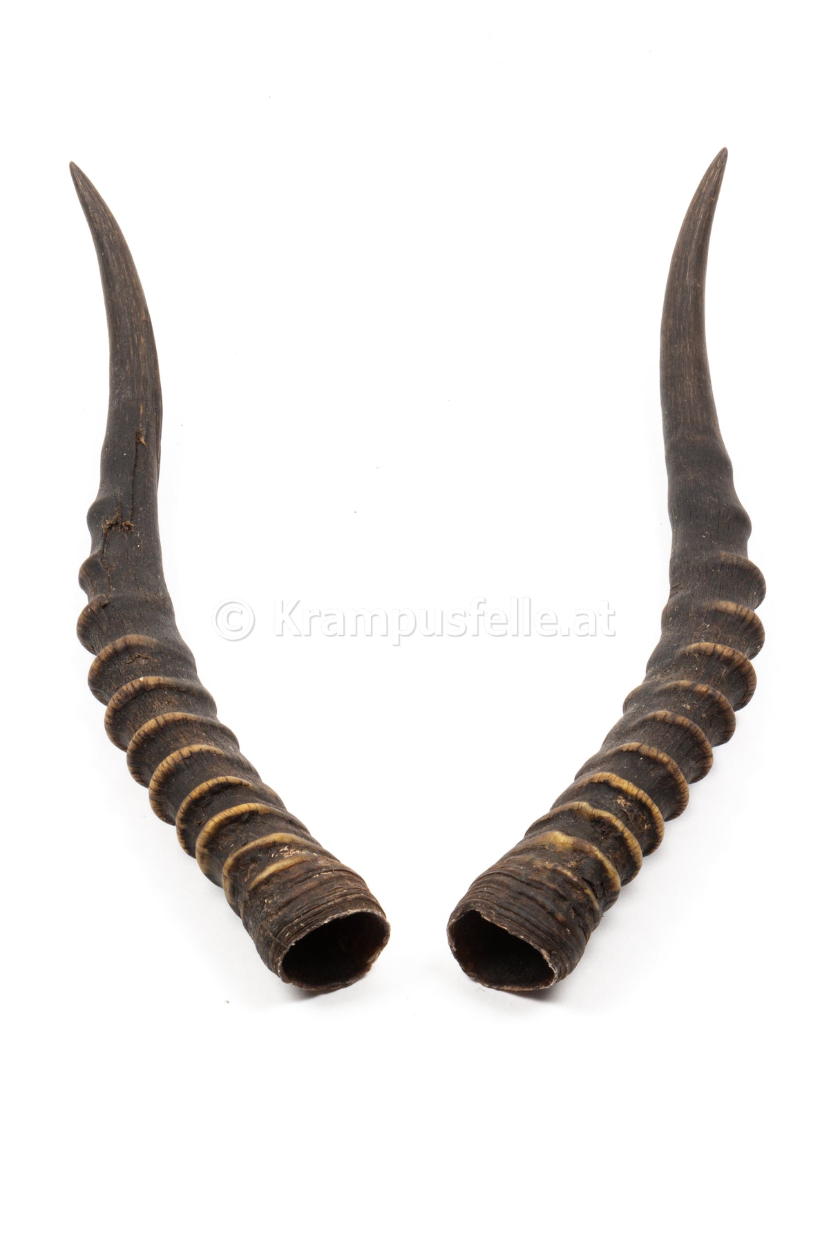 Bleßbock Hörner