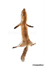 Lade das Bild in den Galerie-Viewer, Rotfuchs Natur