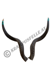 Lade das Bild in den Galerie-Viewer, Kudu Hörner