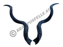 Lade das Bild in den Galerie-Viewer, Kudu Hörner