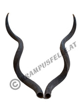 Lade das Bild in den Galerie-Viewer, Kudu Hörner