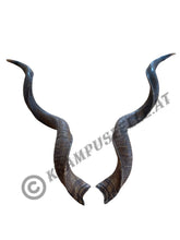 Lade das Bild in den Galerie-Viewer, Kudu Hörner