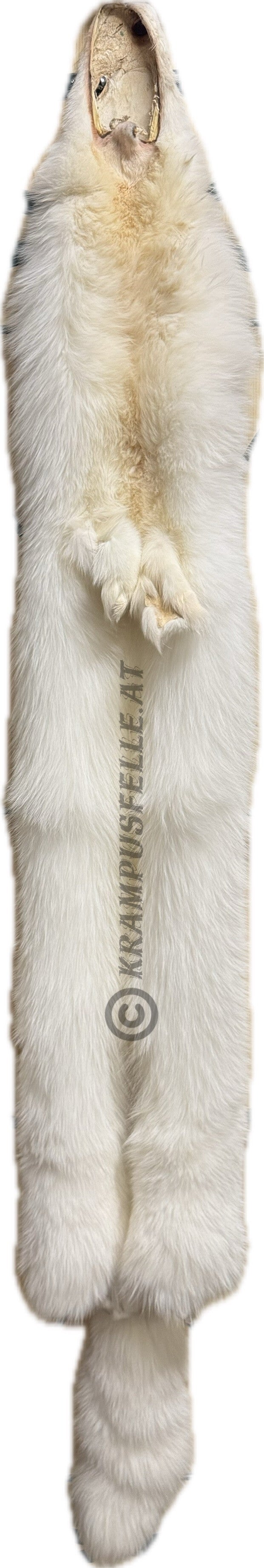 Polarfuchs