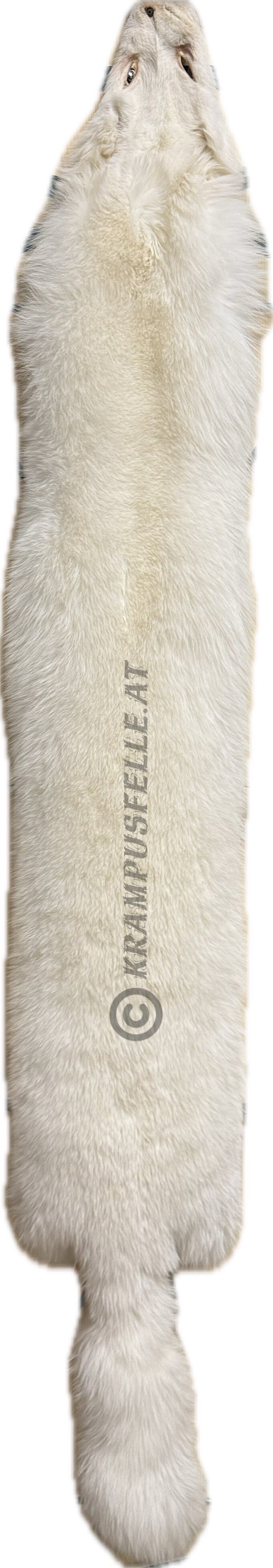 Polarfuchs