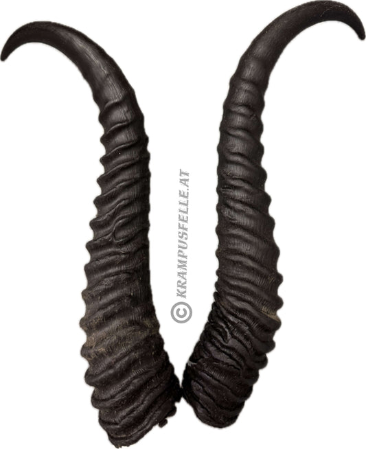Springbock Hörner