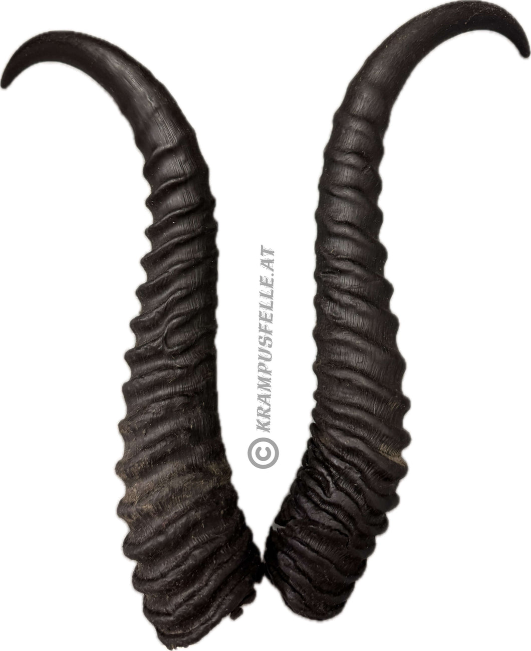 Springbock Hörner