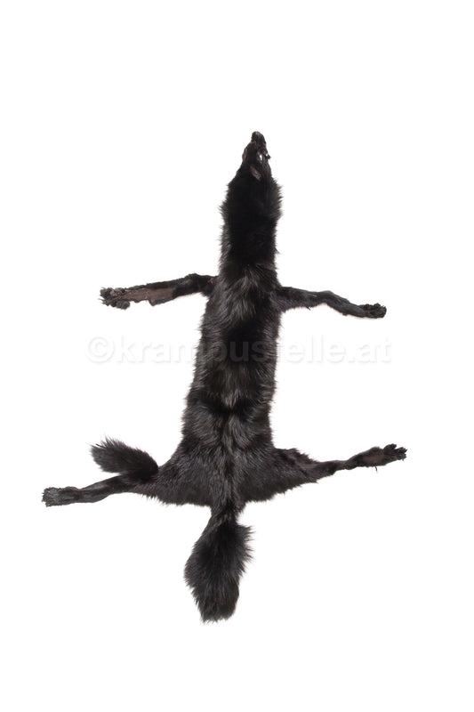 Fuchs schwarz gefärbt