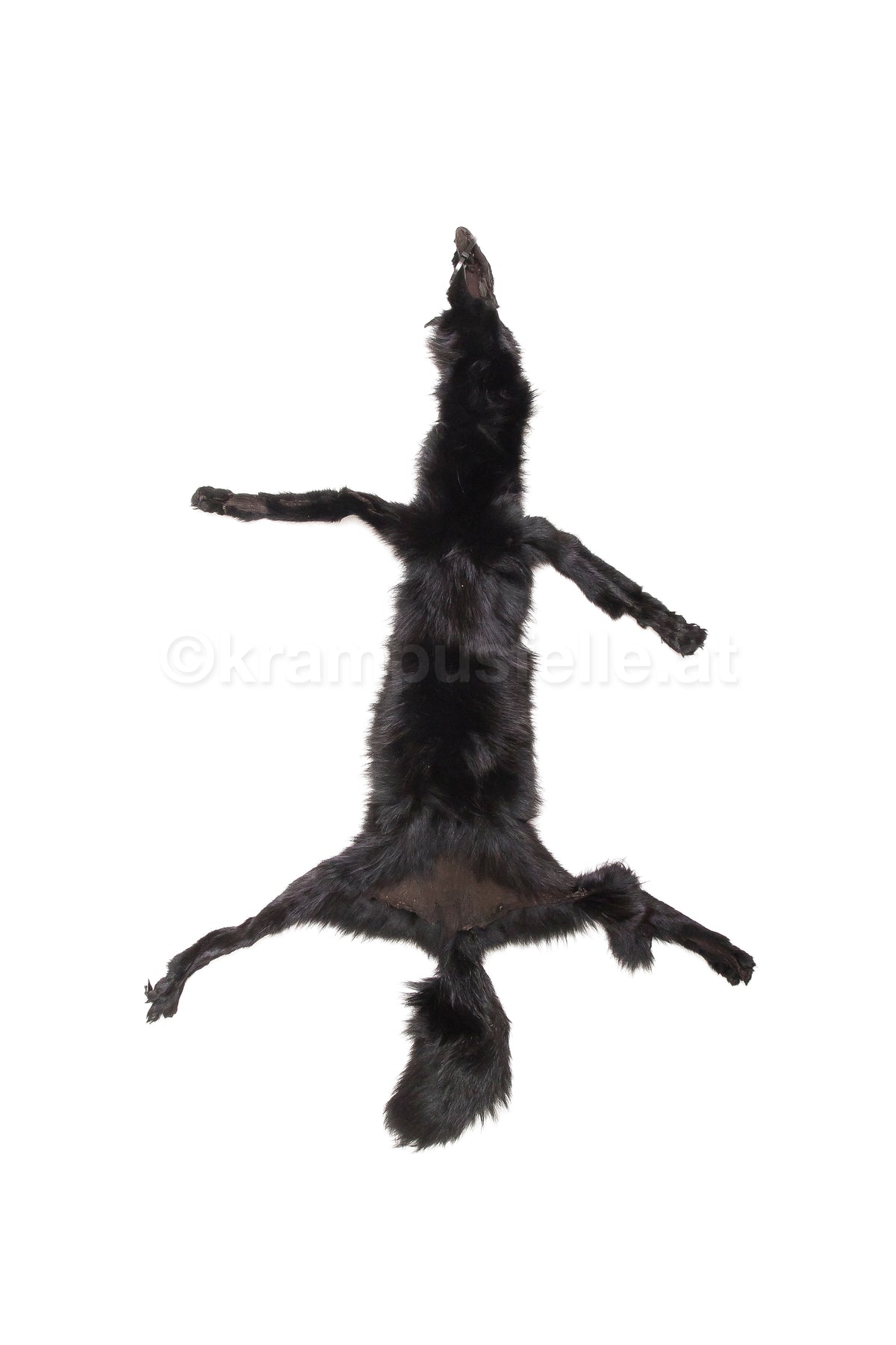 Fuchs schwarz gefärbt