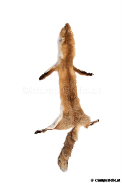 Rotfuchs Natur