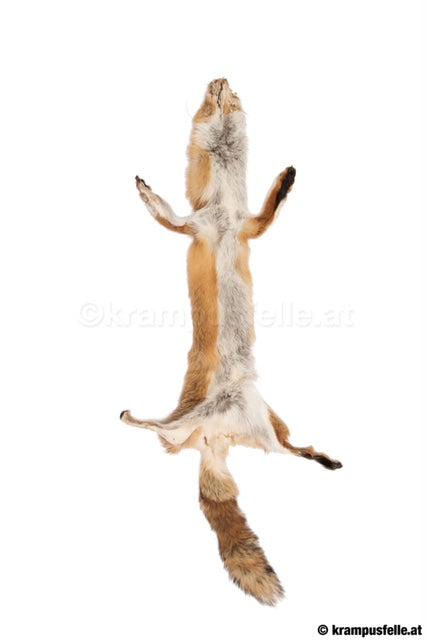 Rotfuchs Natur