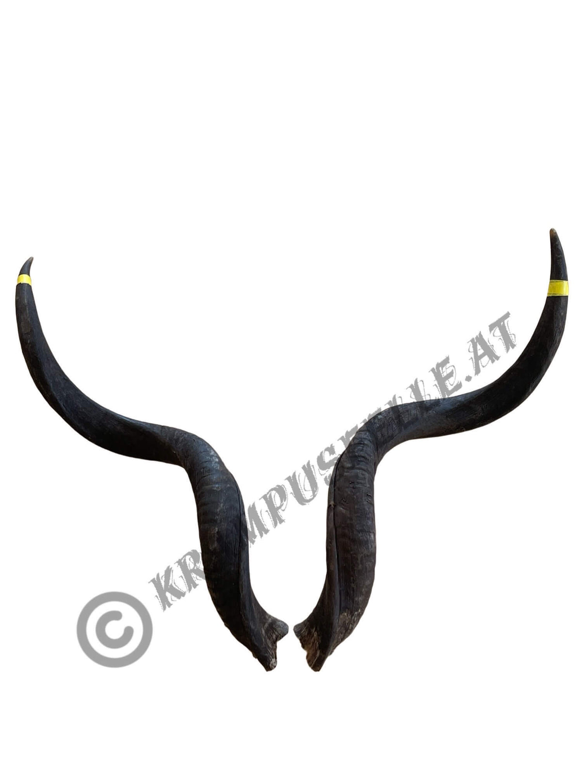 Kudu Hörner