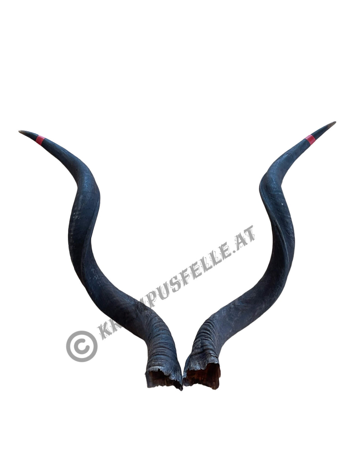 Kudu Hörner