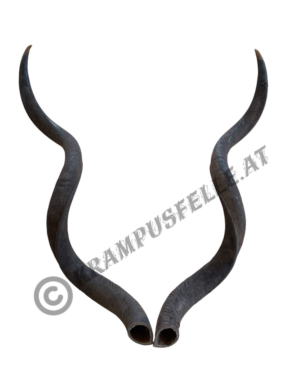 Kudu Hörner